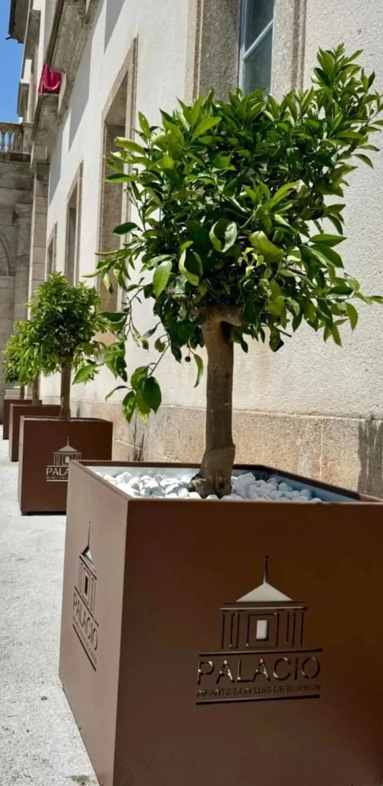 Square corten steel planters with orange trees beside a historic building